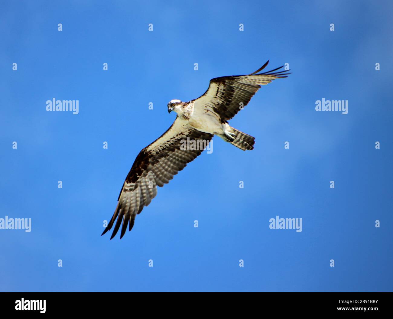 Osprey raptor bird of prey in flight overhead in clear blue sky Stock ...