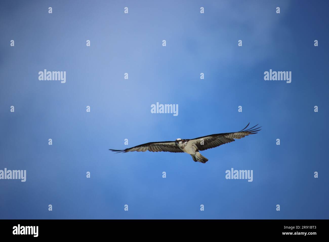 Osprey raptor bird of prey in flight overhead in clear blue sky Stock ...