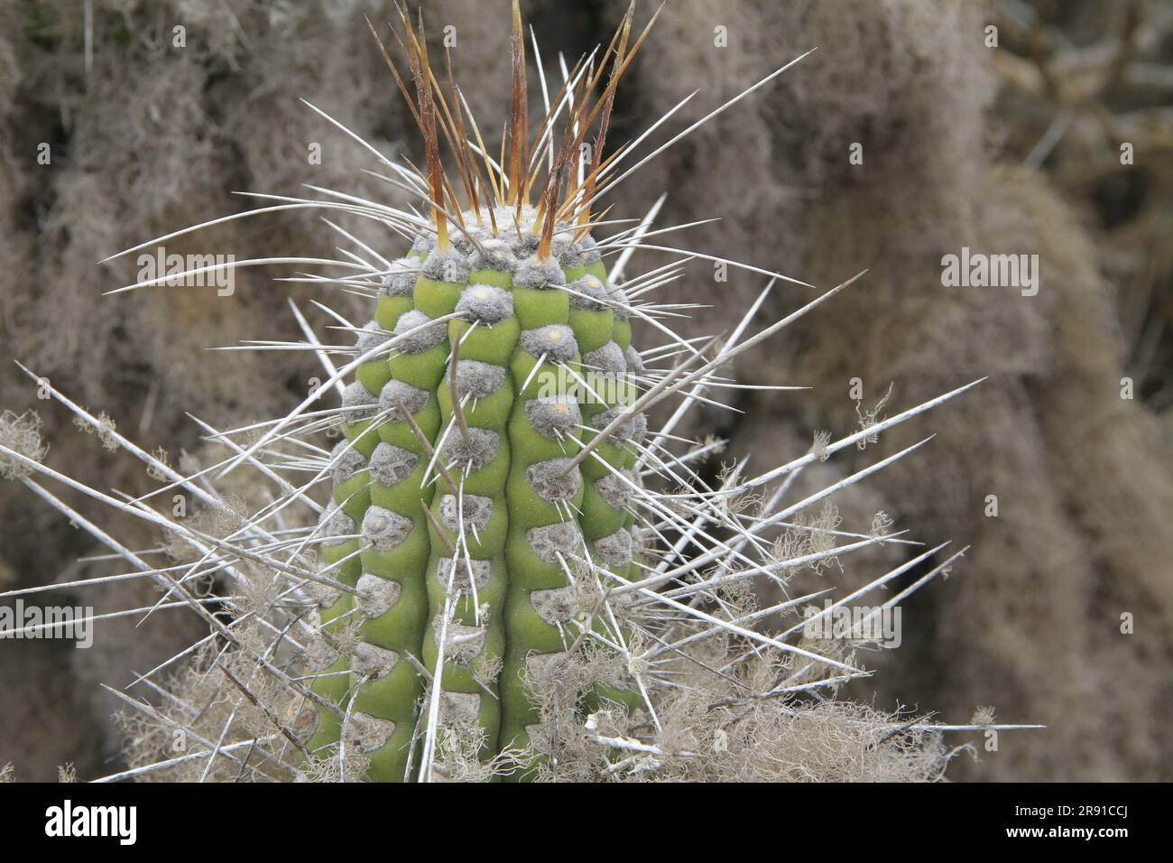Isla Damas near La Serena Chile Stock Photo Alamy