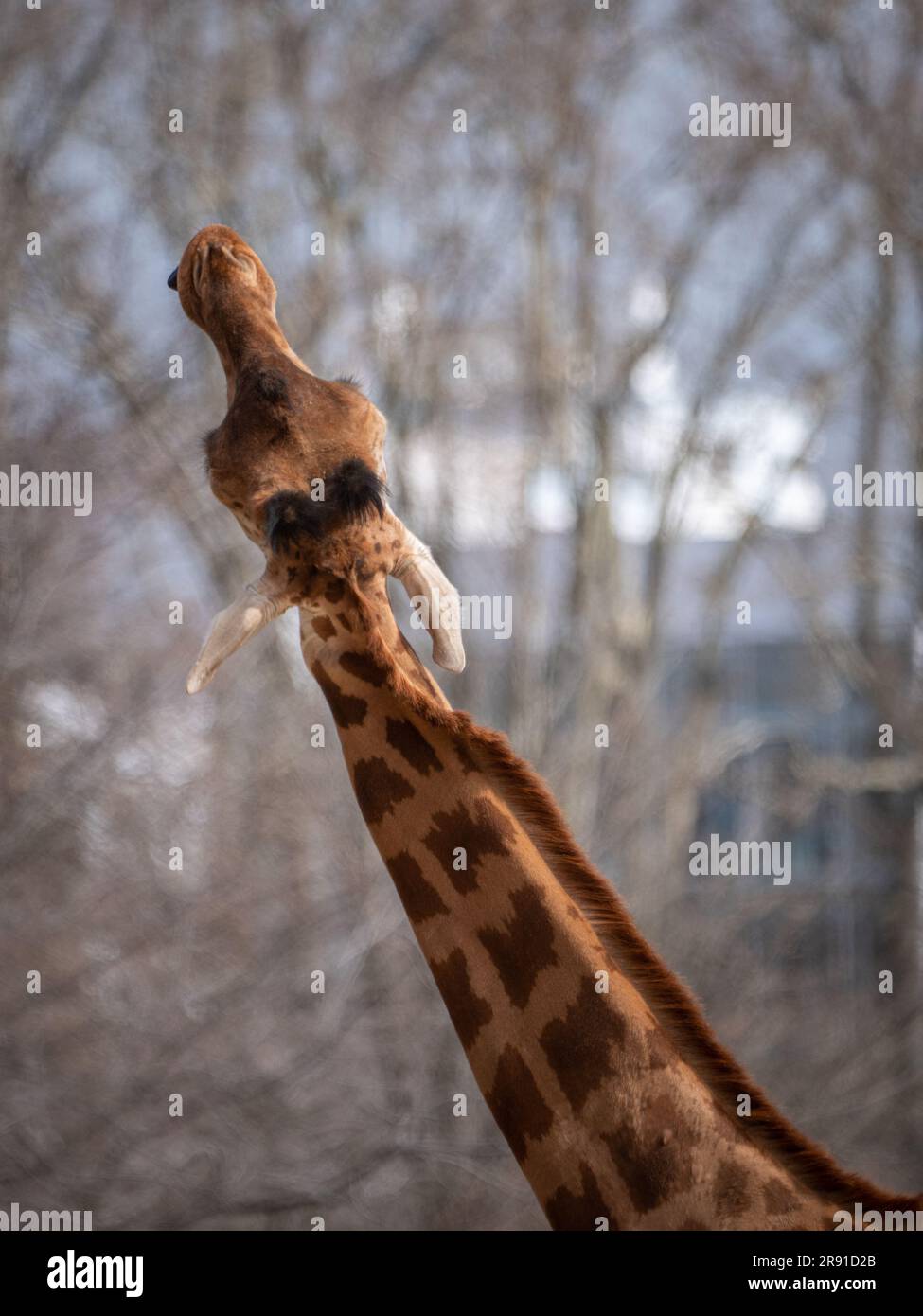 Sophie giraffe hi-res stock photography and images - Alamy