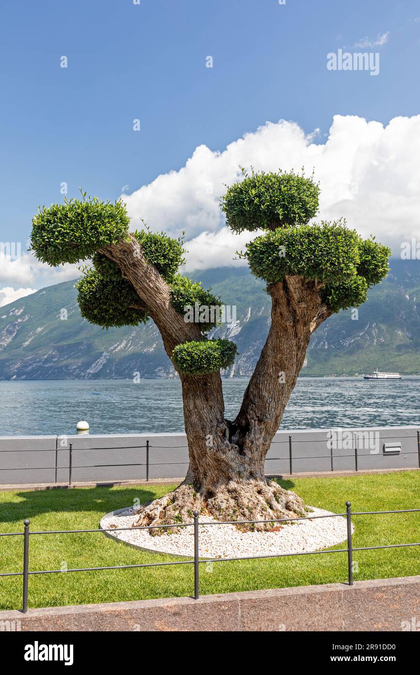 Wonderful shaped old olive tree on the promenade in Limone (Limone sul  Garda), Lake Garda, Italy, Europe Stock Photo - Alamy