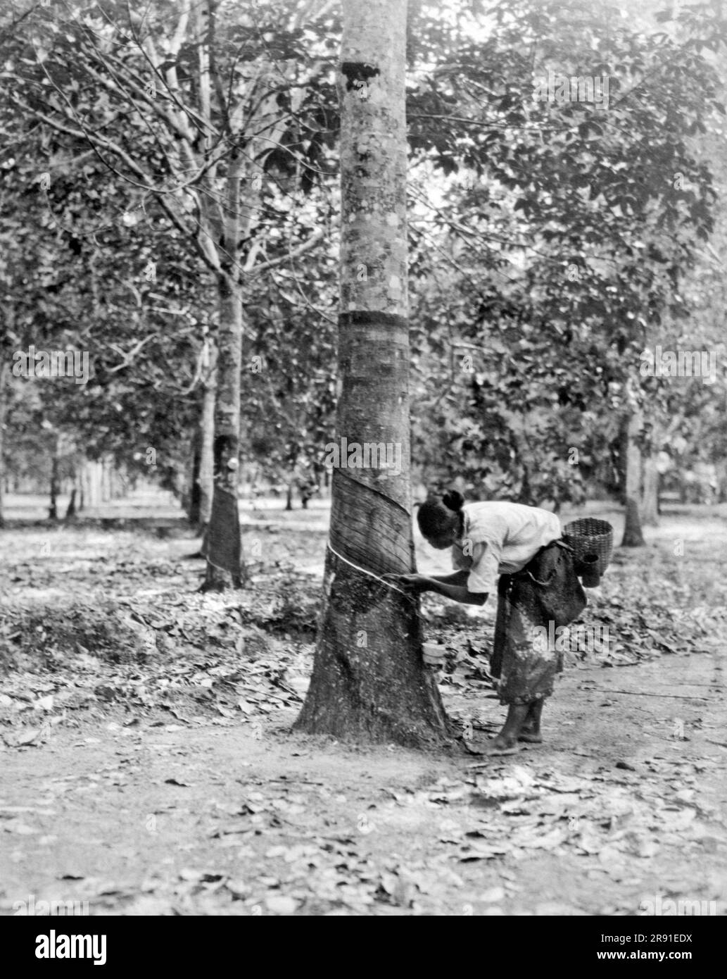 Sumatra, Dutch East Indies:  October 22, 1940. A native woman tapping a rubber tree on a plantation in Sumatra. Stock Photo