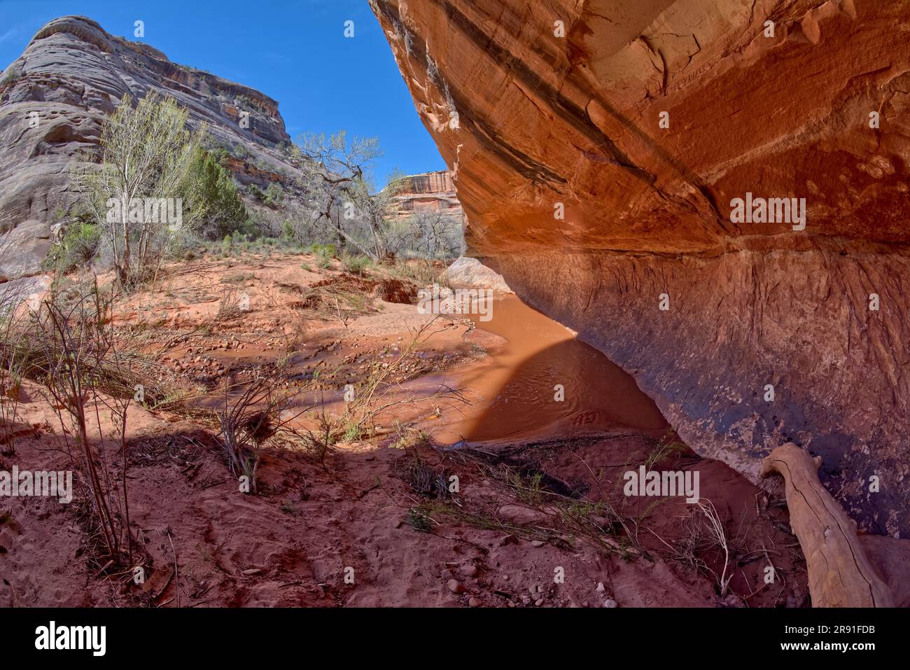 The muddy water of Deer Canyon Creek in Natural Bridges National Monument Utah. This is along the trail between Sipapu Bridge and the Horse Collar Rui Stock Photo