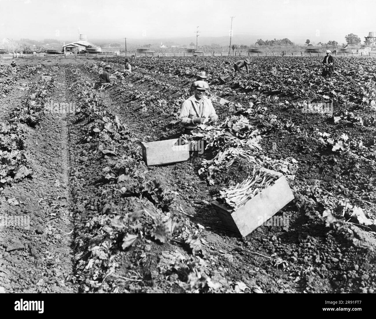 Alameda County, California:  c. 1926 Workers harvesting rhubarb on some of the 1,600 acres devoted to the crop in this San Francisco Bay Area county. Stock Photo