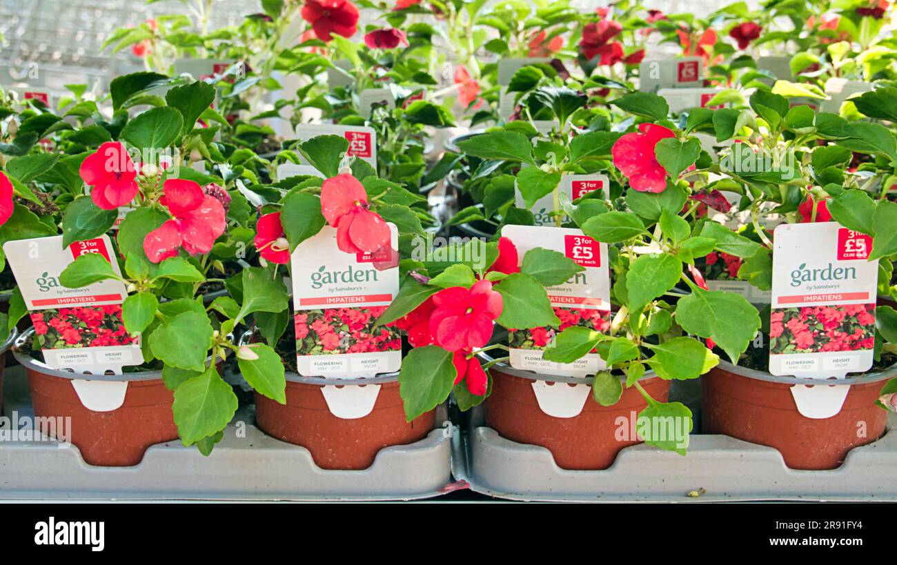 supermarket garden centre potted plants for sale shelf Stock Photo