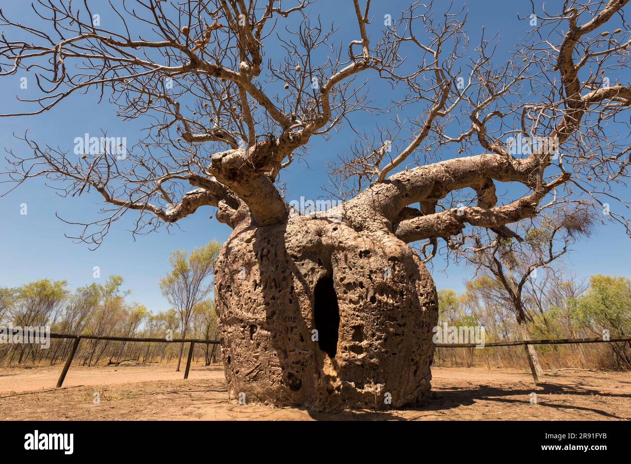 The huge Prison Boab tree beside the Derby Highway in Western Australia Austalia Stock Photo
