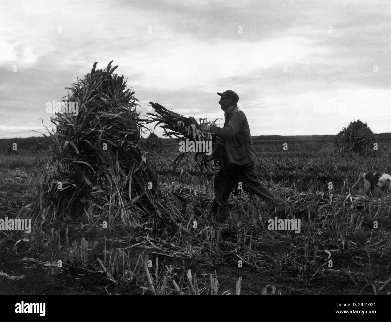 Maize bit Black and White Stock Photos & Images - Alamy