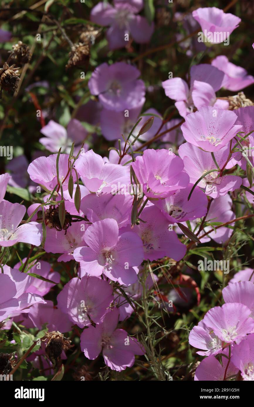 Hill Fairyfan, Clarkia Bottae, a native annual monoclinous herb displaying raceme inflorescences during springtime in the Santa Monica Mountains. Stock Photo