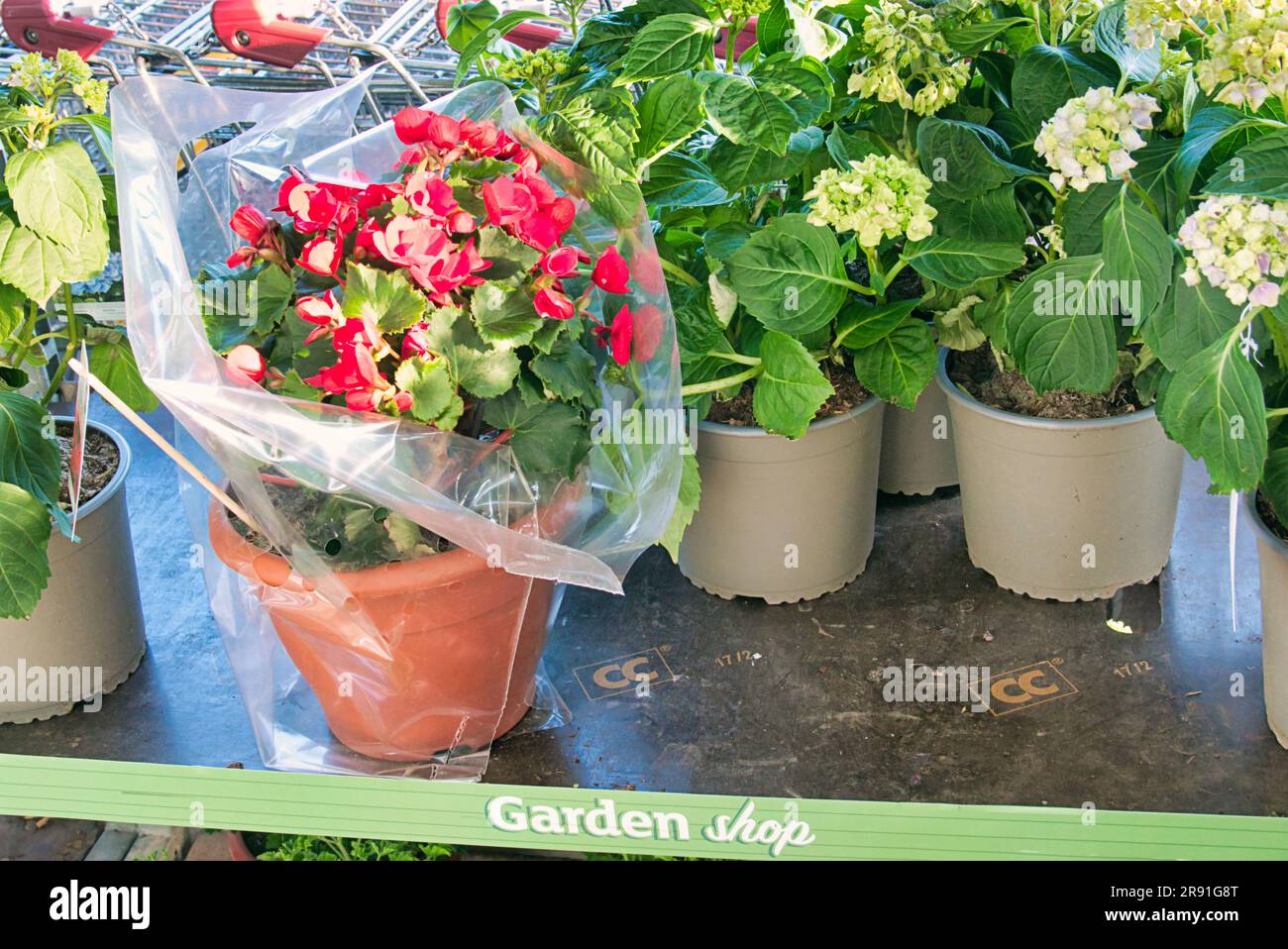 supermarket garden centre potted plants for sale shelf Stock Photo