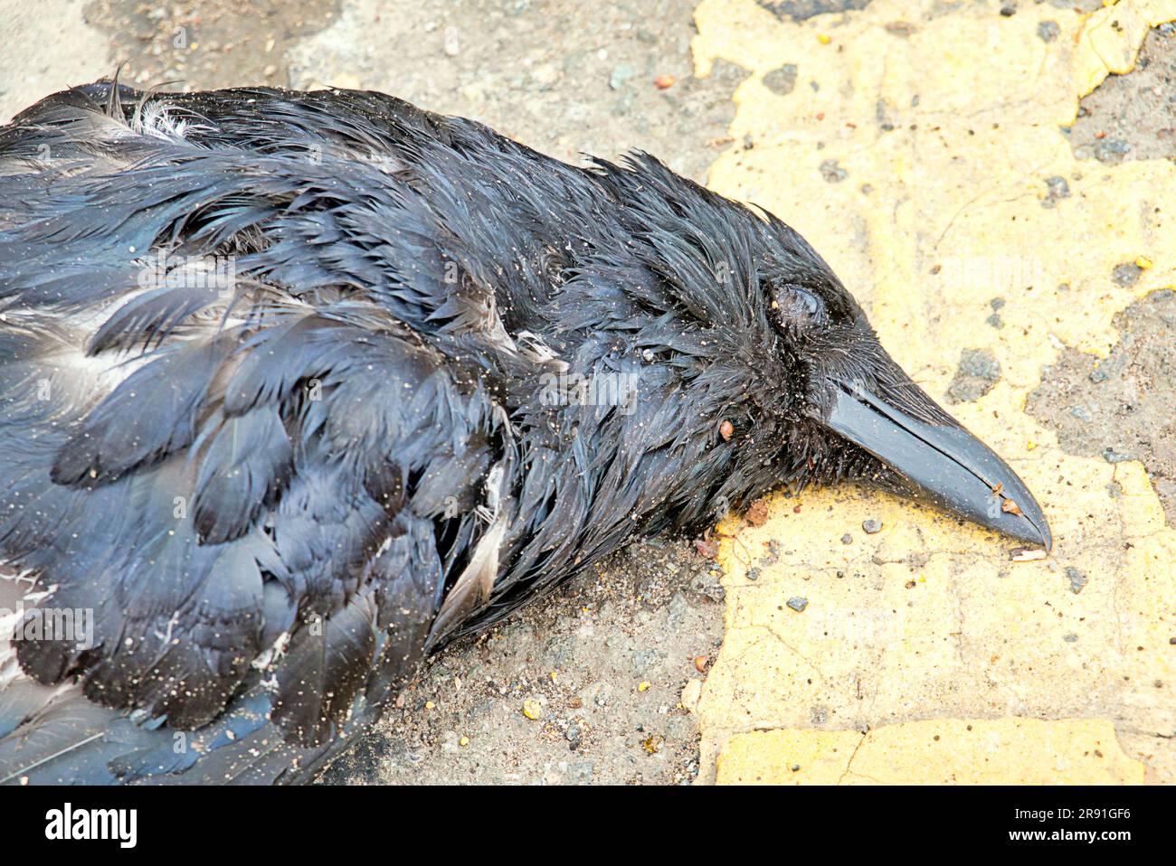 dead crow on a yellow line in the road roadkill Stock Photo