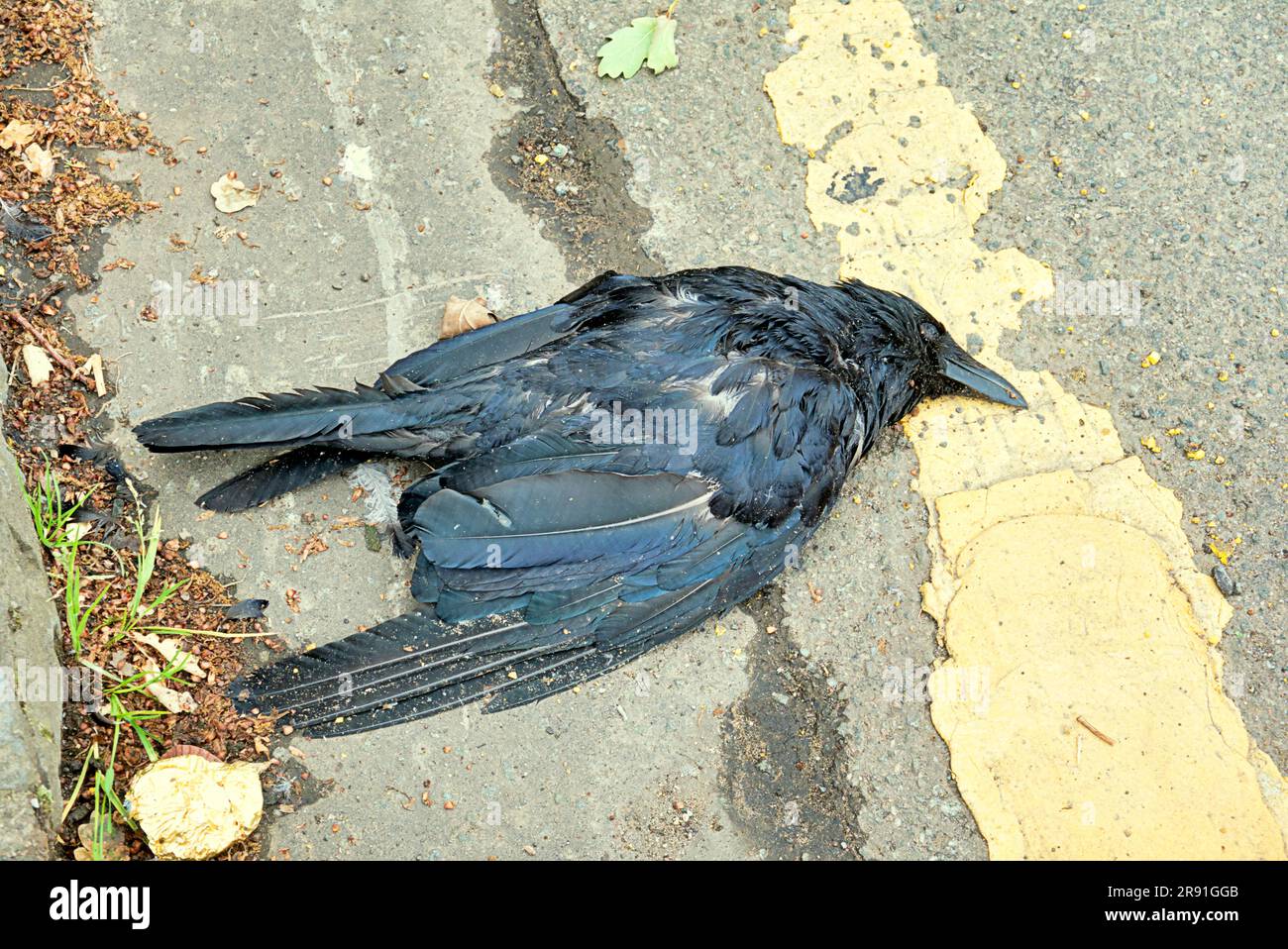 dead crow on a yellow line in the road roadkill Stock Photo