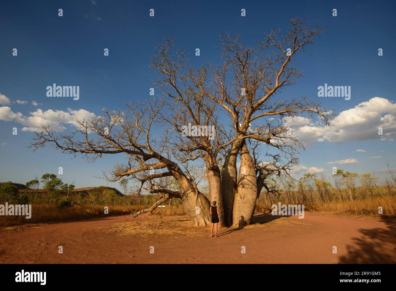 An large impressive Boab tree stands proud in the Australian bush near the Gibb River Road in Western Australia Stock Photo