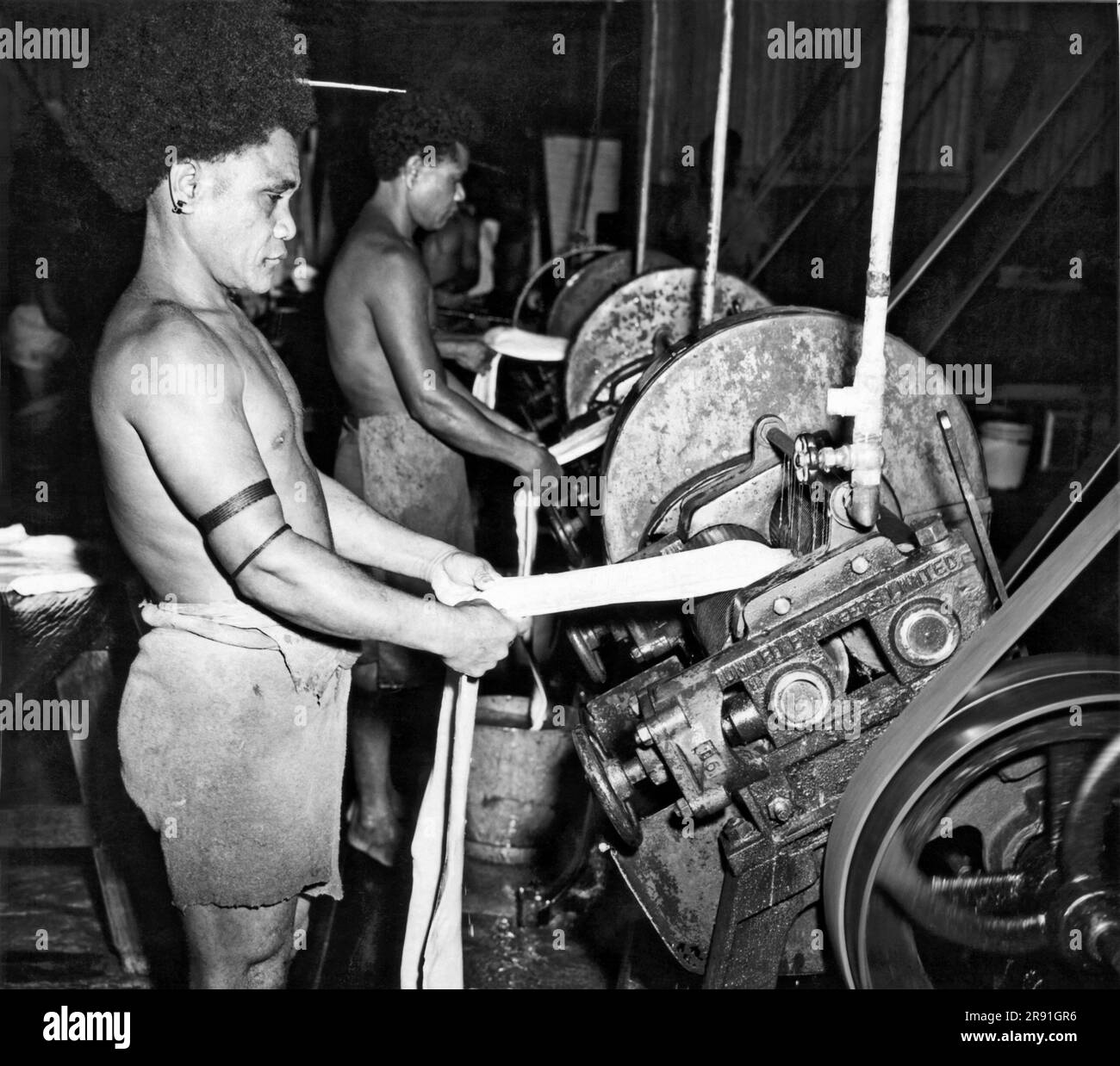 New Guinea:  January 21, 1944. A native Papuan man feeds slabs of rubber through the cutting and rolling machine. The rubber trees were originally  brought in from Malaysia. Stock Photo