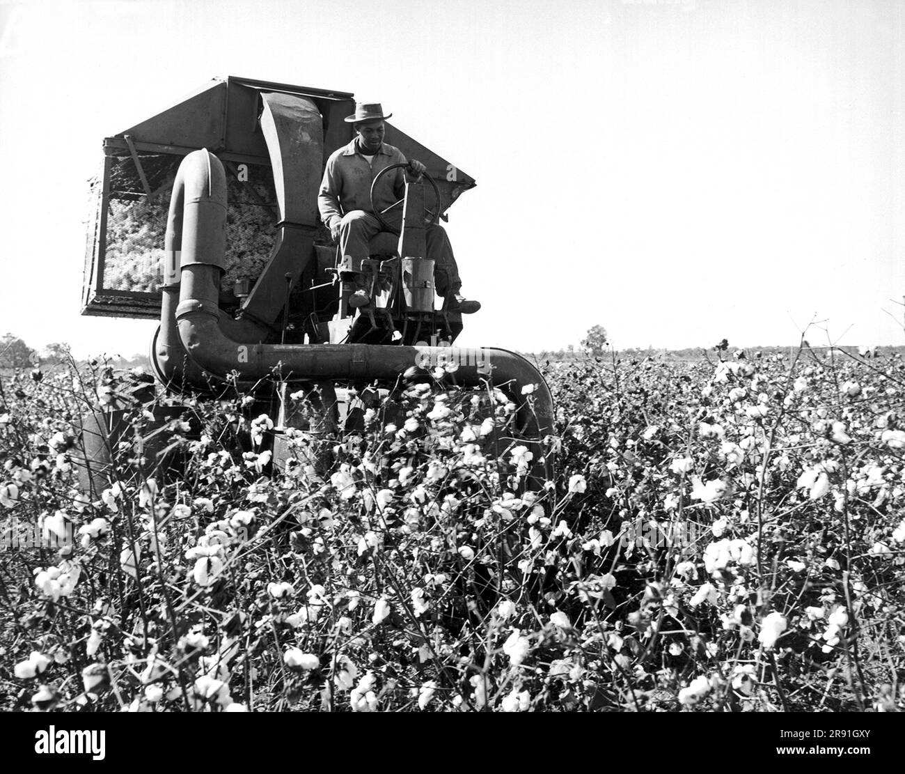 Scott, MIssissippi:  June, 1959 A mechanical cotton picker in operation for the Delta and Pineland Company. It can pick as much cotton as forty hand pickers. Stock Photo