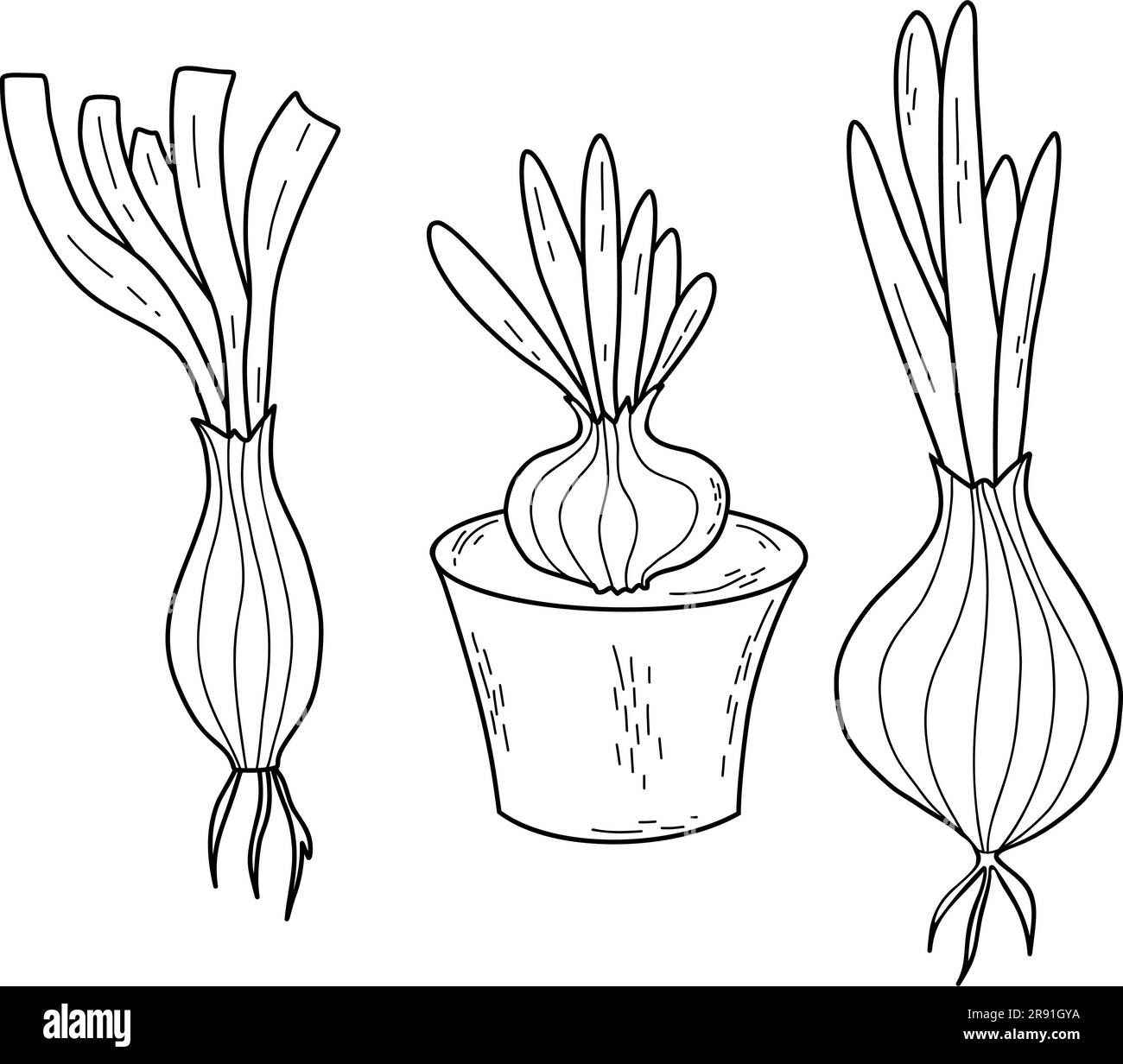 Collection onion vegetable. Onion lettuce and bulb in pot, seedlings