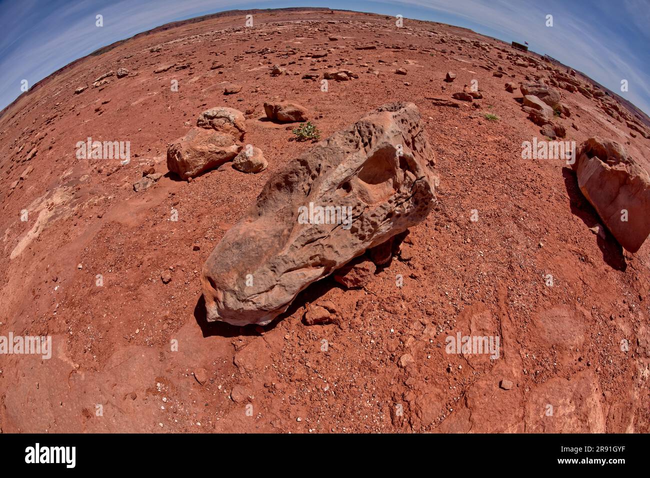 A Dinosaur skull fossil among Dinosaur tracks at a tourist attraction