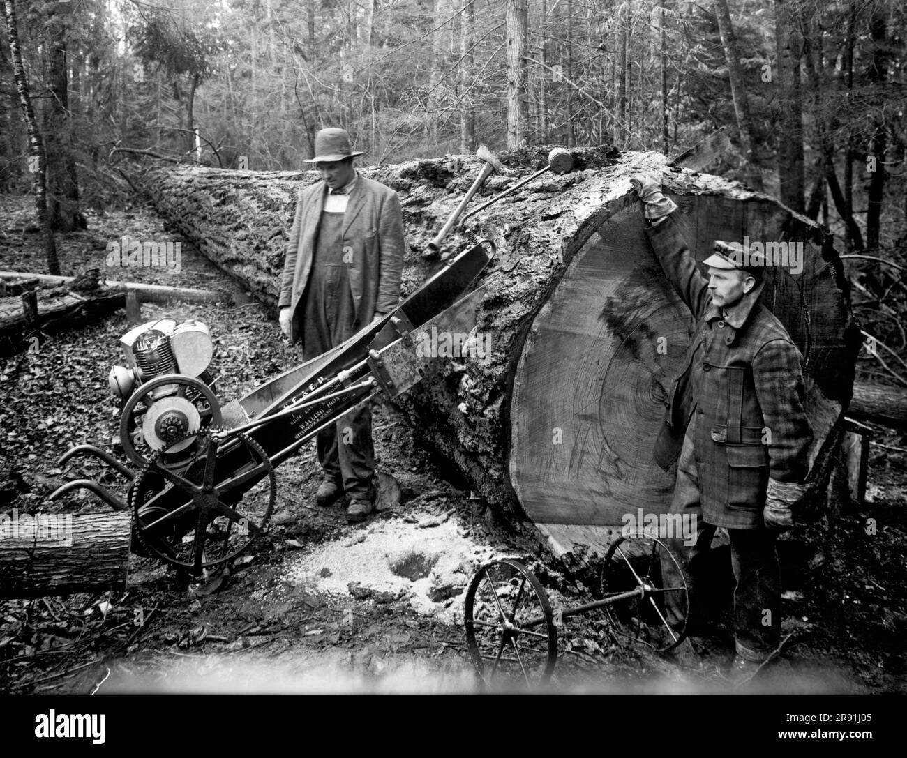 Bellingham, Washington:  c. 1916 A motorized and portable drag saw being used by lumbermen in Washington. Note the end of the blade exiting the log at the top. Stock Photo