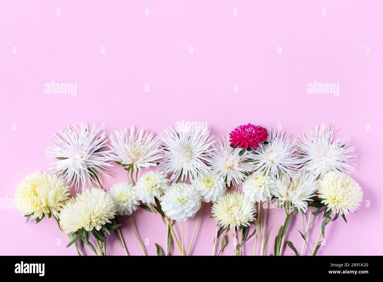 Floral arrangement of white aster and dahlia flowers with a place for text, banner. Summer pink background Stock Photo