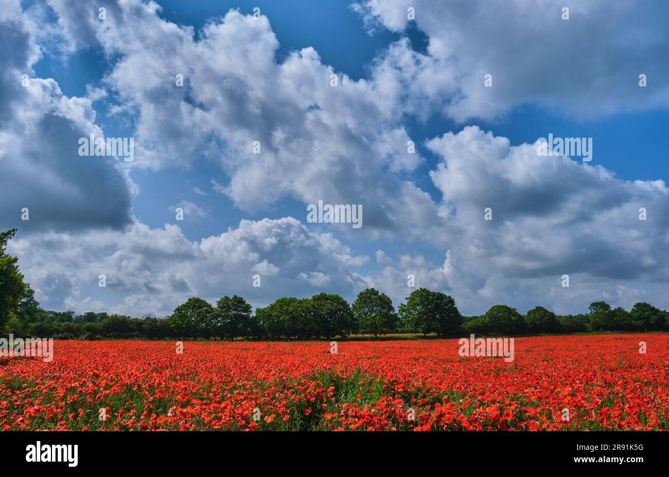 Field of poppies near Courtyard Farm, Ringstead, Norfolk Stock Photo