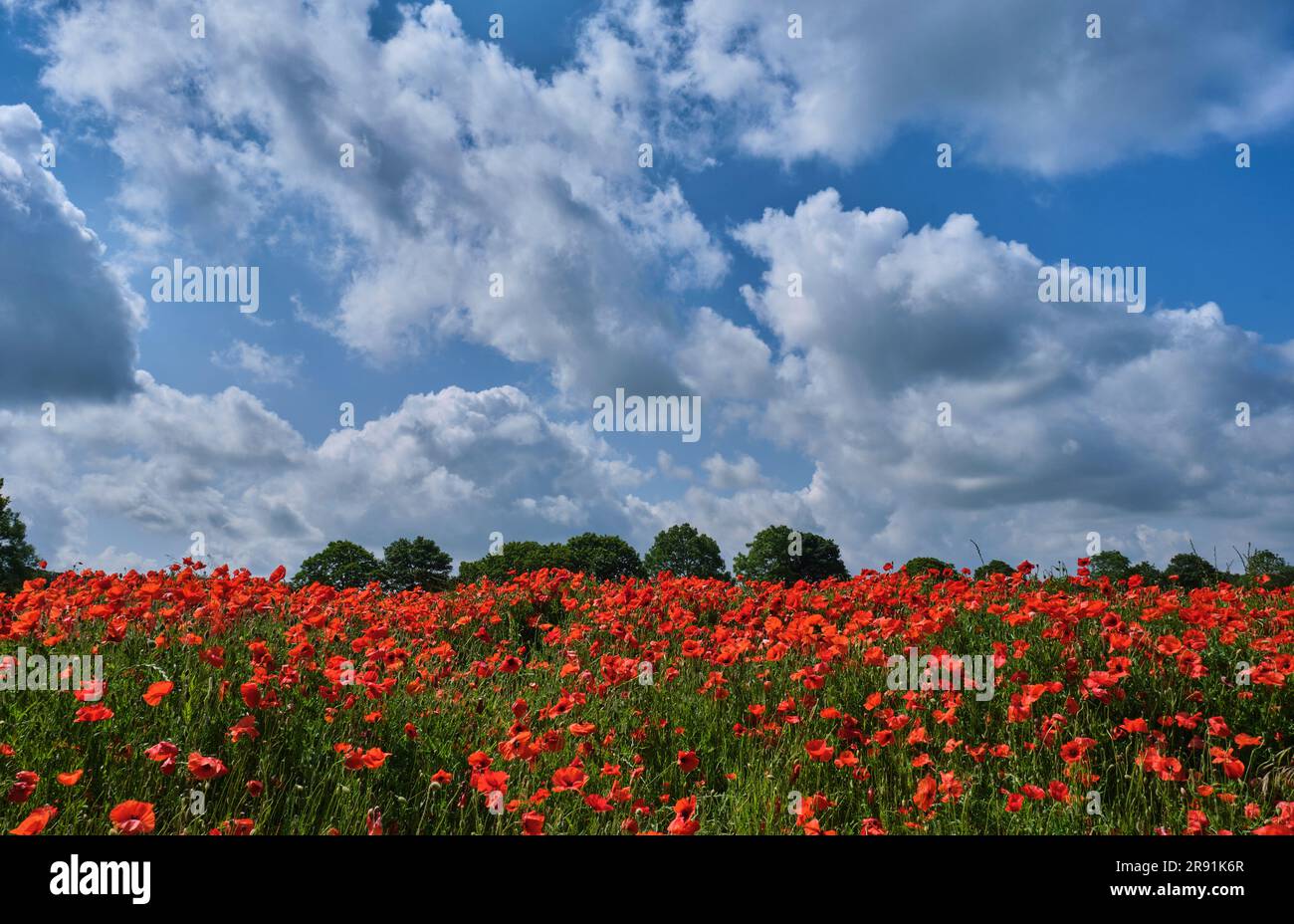 Field of poppies near Courtyard Farm, Ringstead, Norfolk Stock Photo