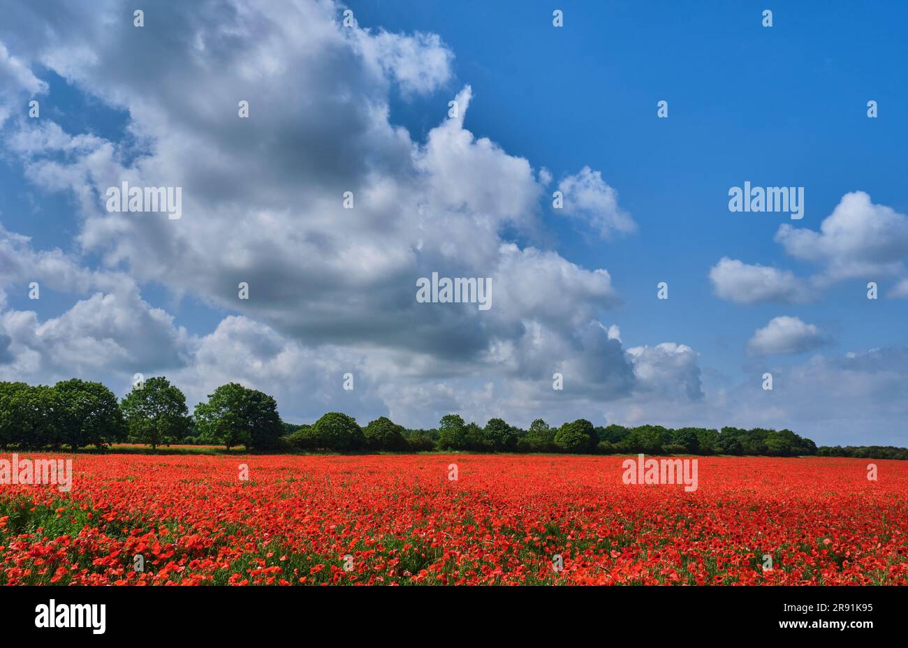Field of poppies near Courtyard Farm, Ringstead, Norfolk Stock Photo