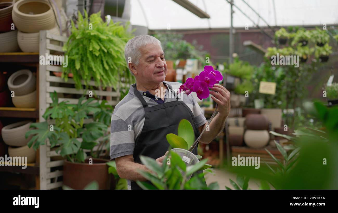Candid senior man examining flower hi-res stock photography and images ...
