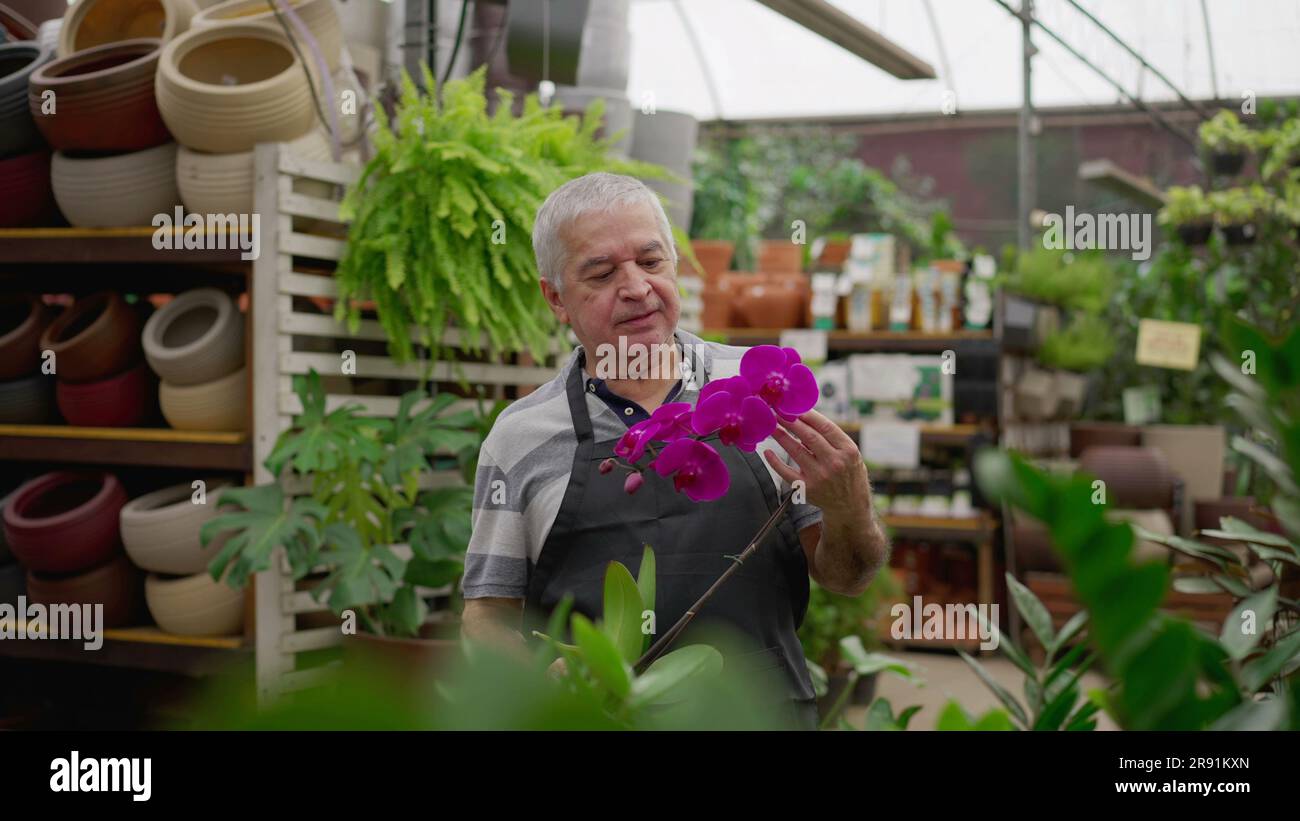 Candid senior man examining flower hi-res stock photography and images ...