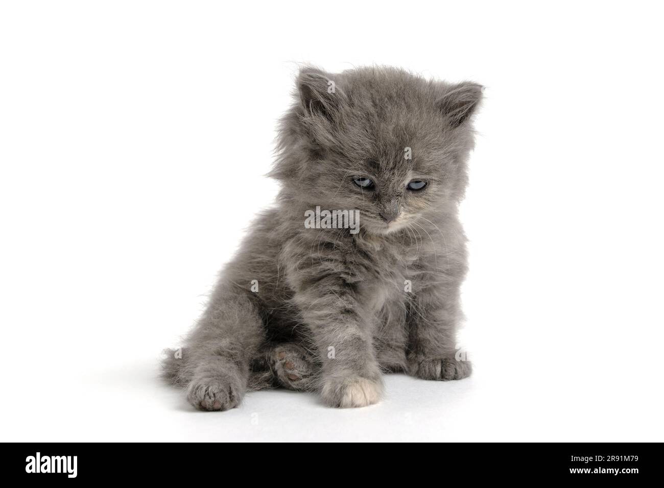 Sitting gray, fluffy kitten on white background Stock Photo