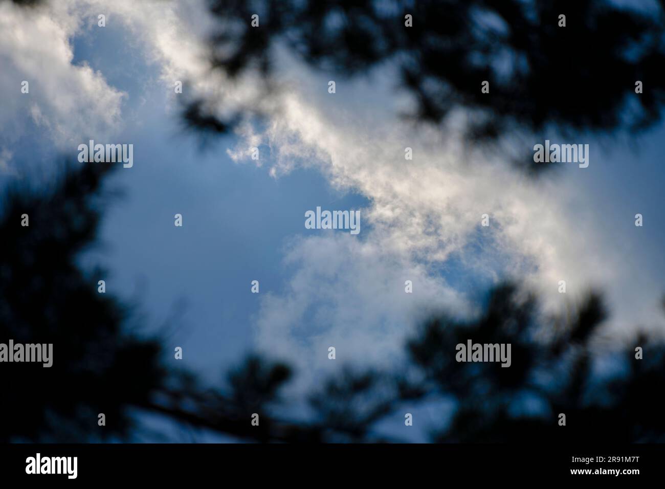 Dark treetops against background white clouds and blue sky Stock Photo