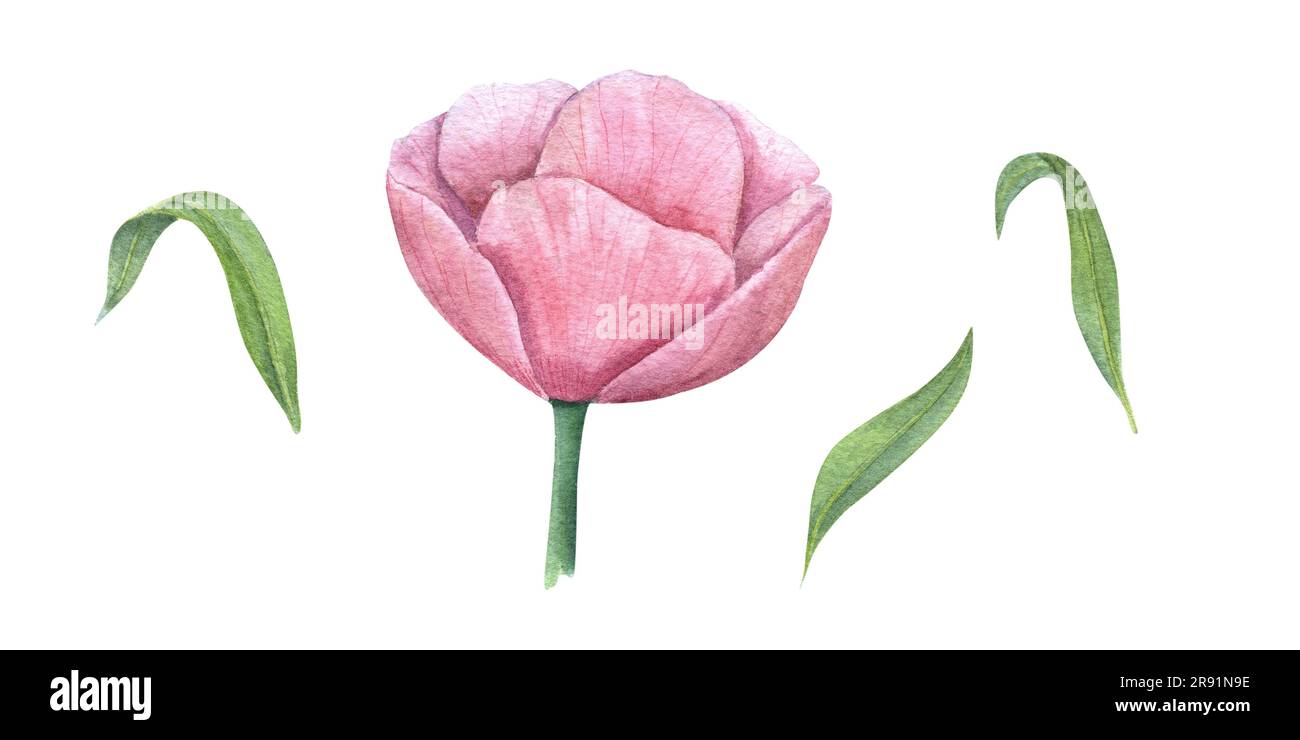 Spring pink flower with leaves isolated on white background. Watercolor illustration of anemone bud. Perfect for template, print, textile, banner Stock Photo