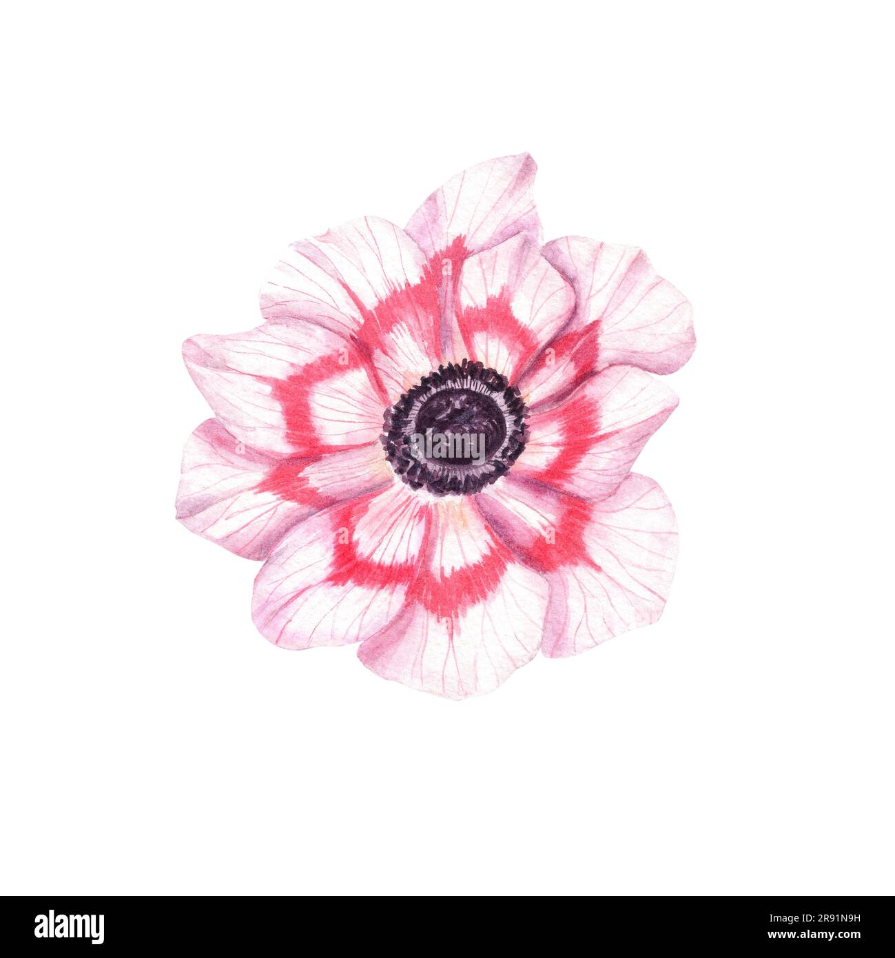 Spring pink anemone isolated on white background. Watercolor illustration for design cards of Valentines day, birthday, mothers day, wedding Stock Photo