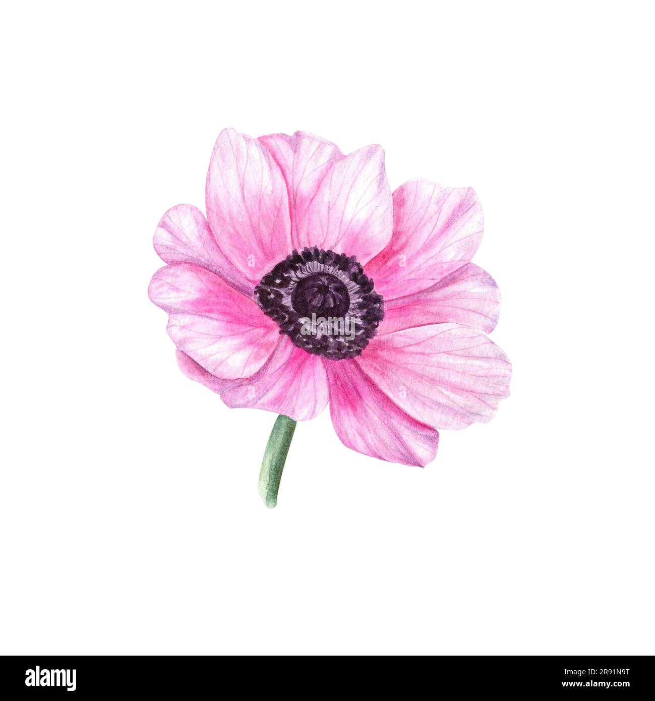 Pink anemone isolated on white background. Floral spring element for create cards of Valentines day, birthday, mothers day, wedding invitation Stock Photo