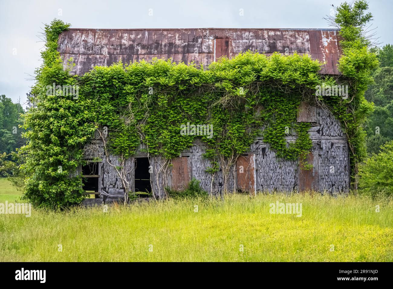 Overgrown 1890 Shingle House, the last remaining building of the Creighton/Franklin Gold Mine in Ball Ground, Georgia. (USA) Stock Photo
