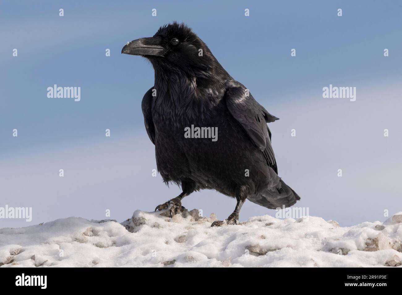 Northern Raven, Alaska, Winter Stock Photo - Alamy