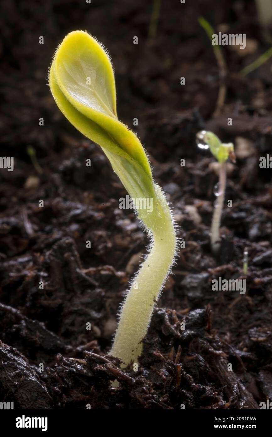 WA24327-00...WASHINGTON - Squash plant sprout. Stock Photo