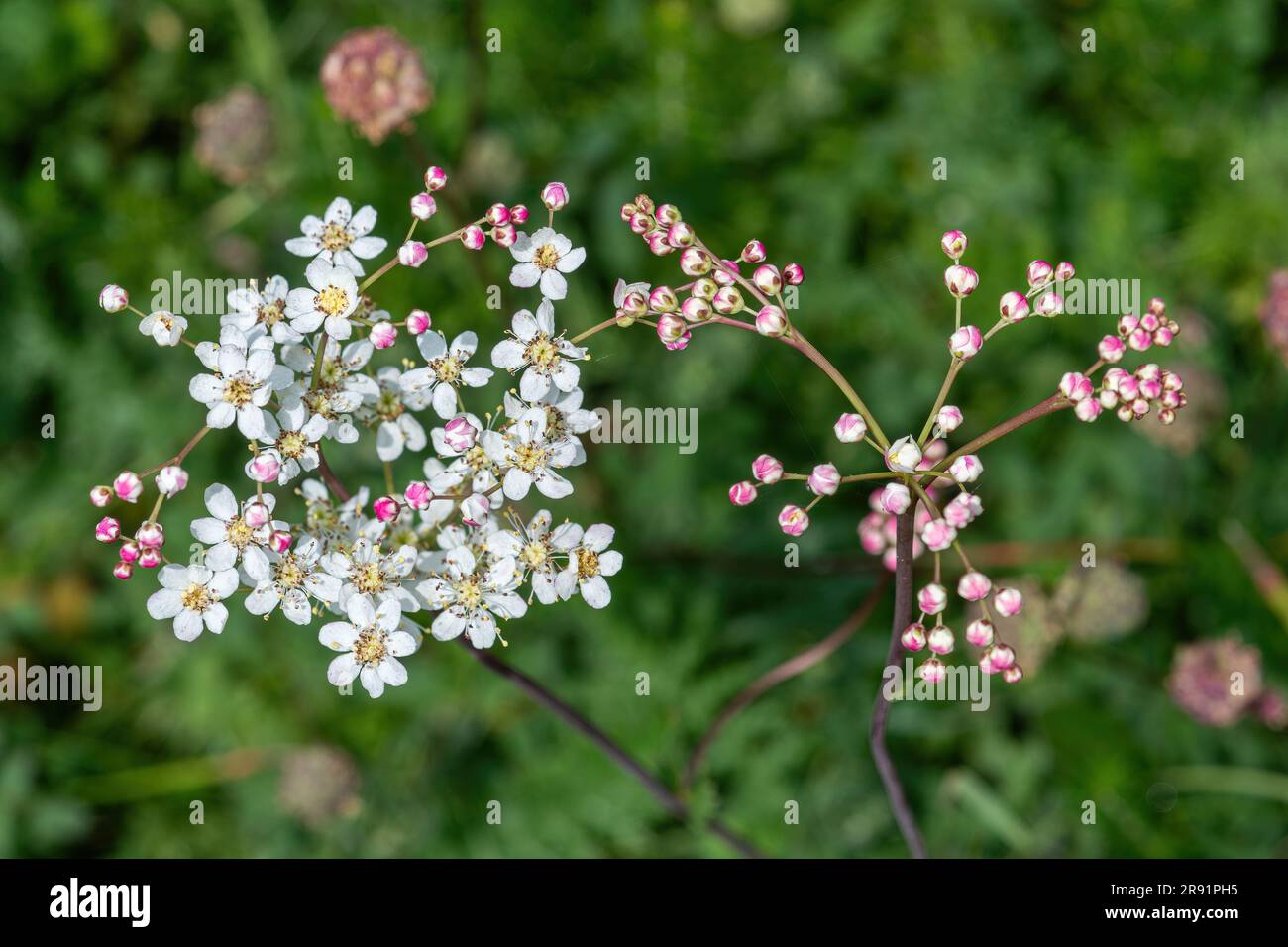 Filipendula vulgaris, commonly known as dropwort or fern-leaf dropwort, wildflower on chalk grassland flowering in June, Hampshire, England, UK Stock Photo