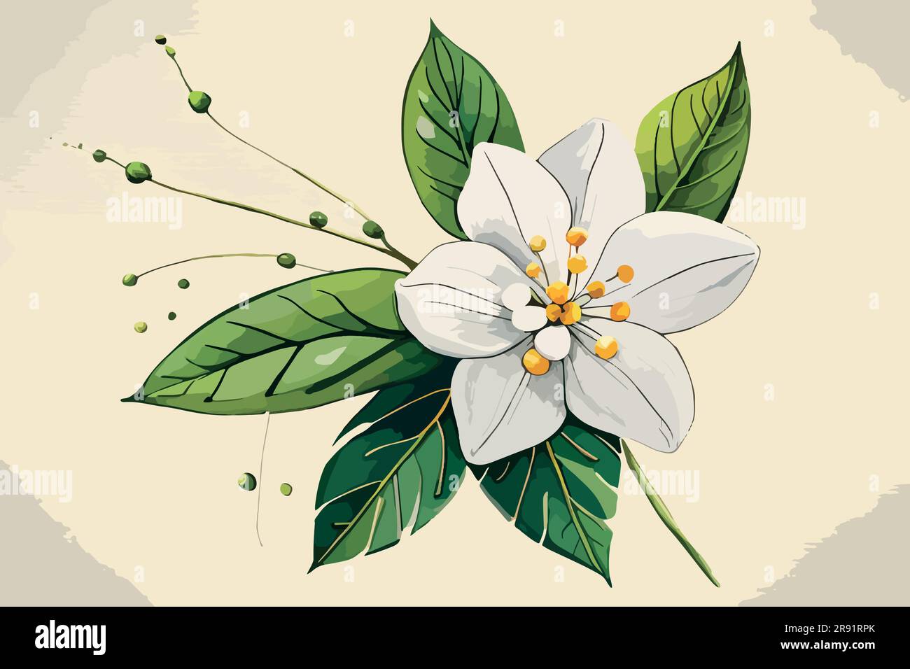 jasmine flower watercolor art Stock Vector Image & Art Alamy