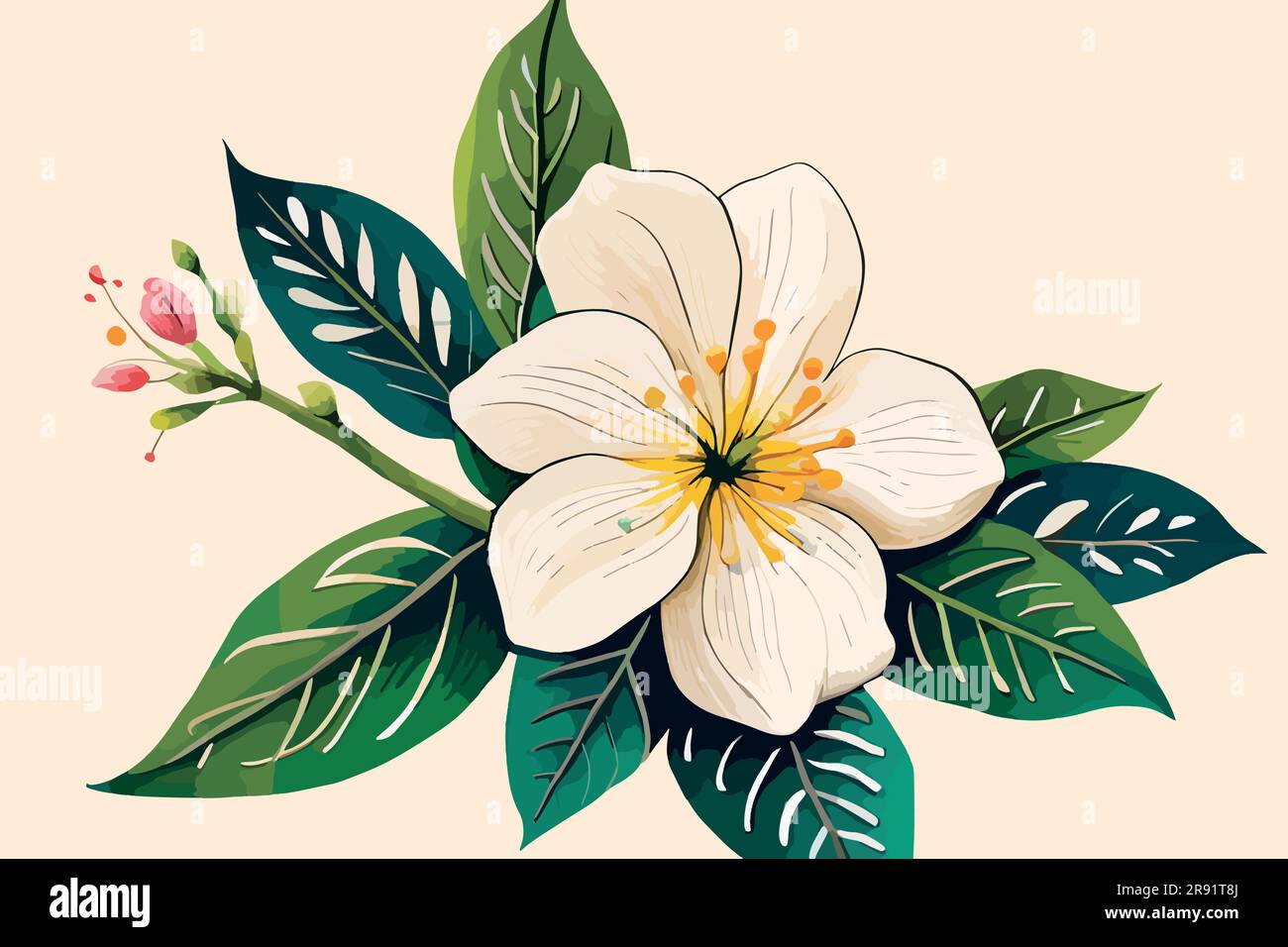 jasmine flower watercolor art Stock Vector Image & Art Alamy