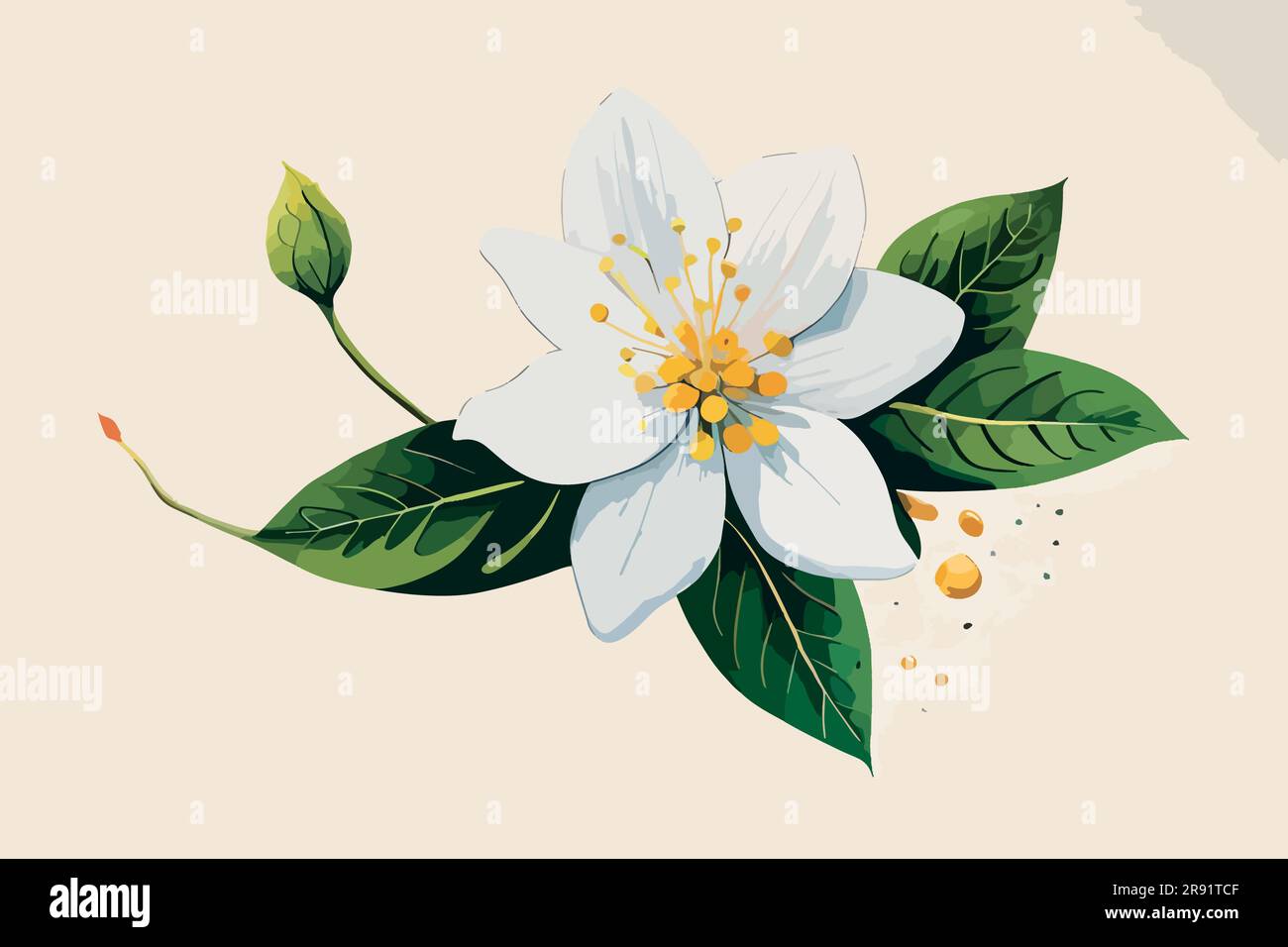 jasmine flower watercolor art Stock Vector Image & Art Alamy