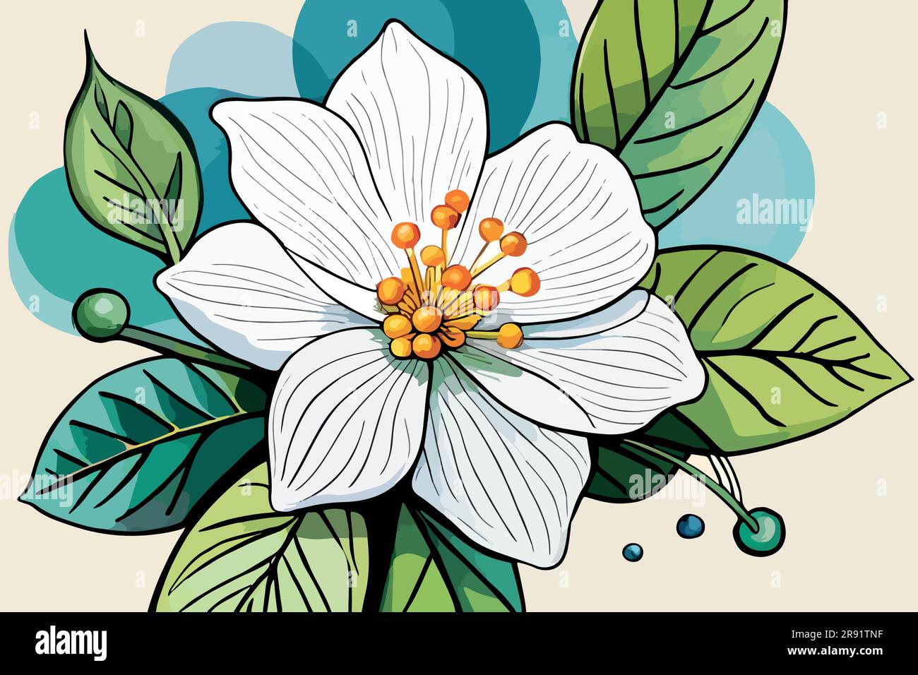 Drawing Flower Arabian Jasmine Jasminum Sambac: Hình minh họa có sẵn  2014167530 | Shutterstock