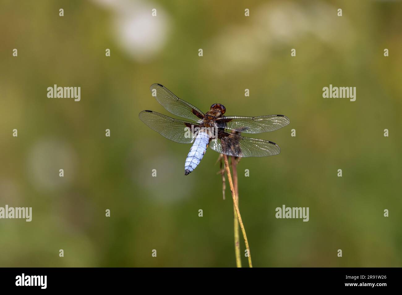 A close up macro image of a male, Broad bodied chaser (Libellula depressa) dragonfly perching with a clean, green, blurred background. Stock Photo