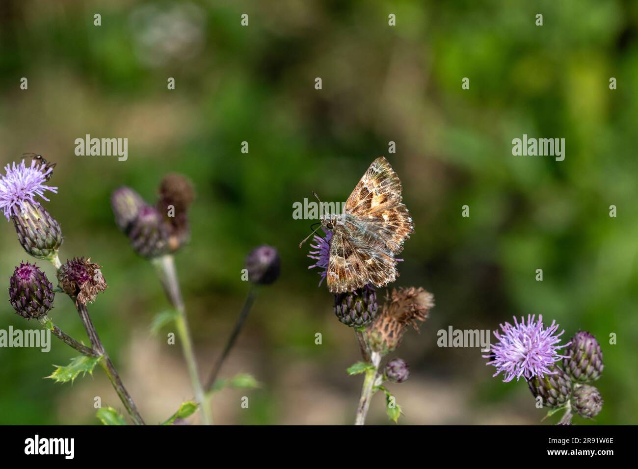 A Mallow skipper (Carcharodus alceae) perched on purple thistle flowers. Stock Photo