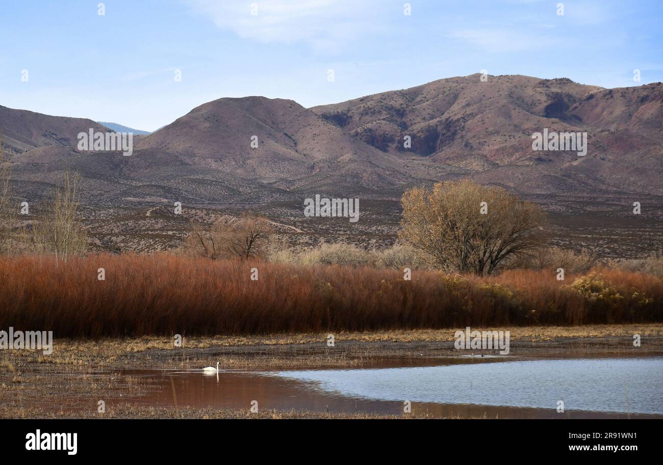a beautiful tundra swan in  winter in the marshland of the bosque del apache national wildlife refuge , with a mountain backdrop,  near socorro, in so Stock Photo