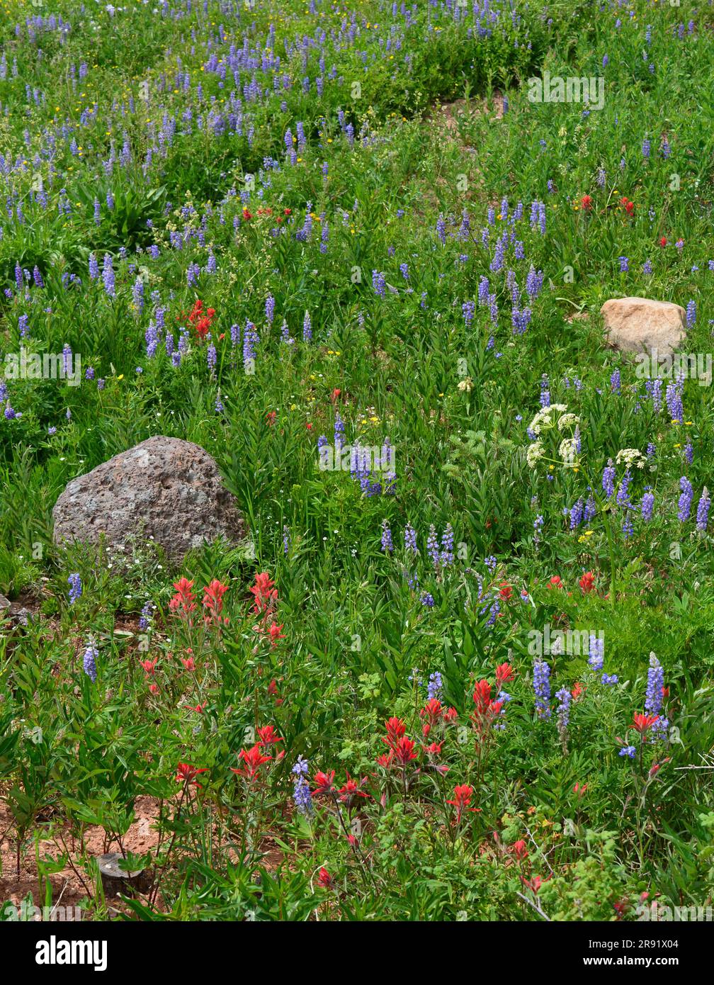 spectacular summer wildflowers in a field at dumont lake near steamboat