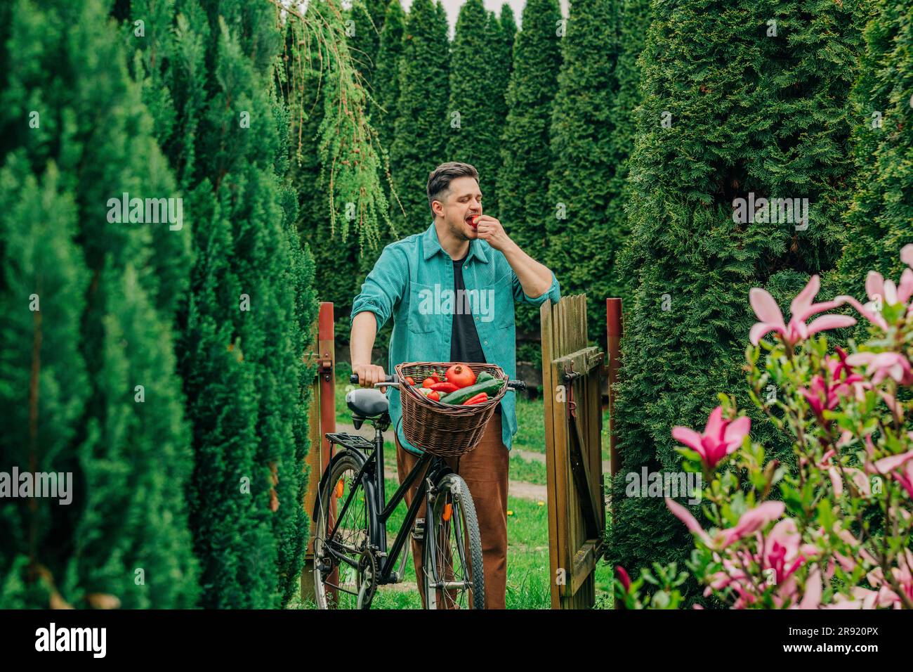 Man eating tomato from bicycle basket in garden Stock Photo