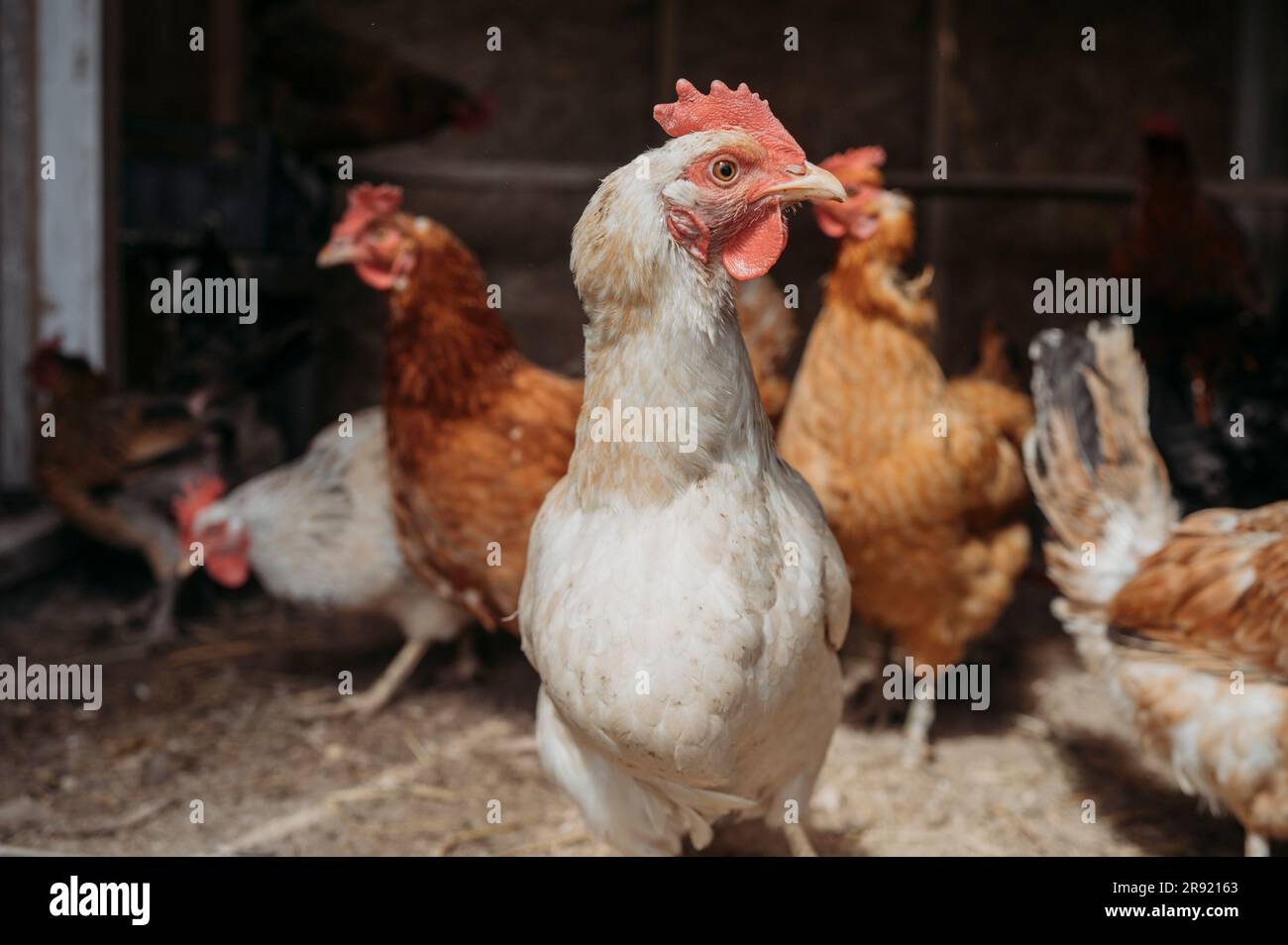 Flock of chicken in farm Stock Photo Alamy