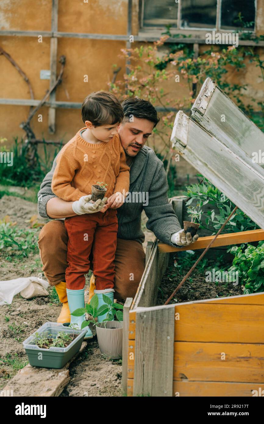 Father and son planting vegetable seedling in cold frame at garden Stock Photo