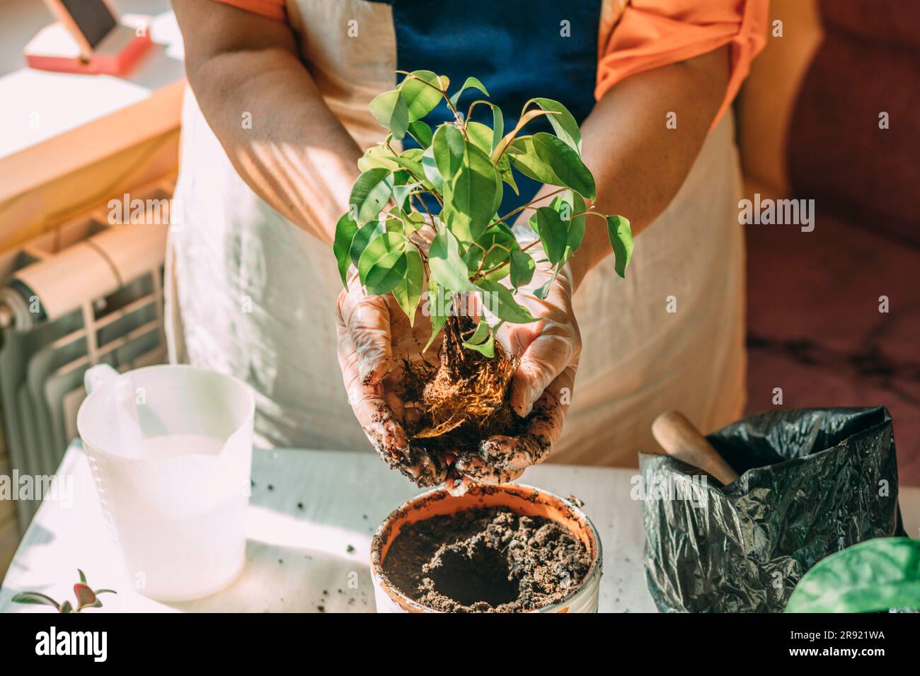 Senior woman planting sapling in pot at home Stock Photo