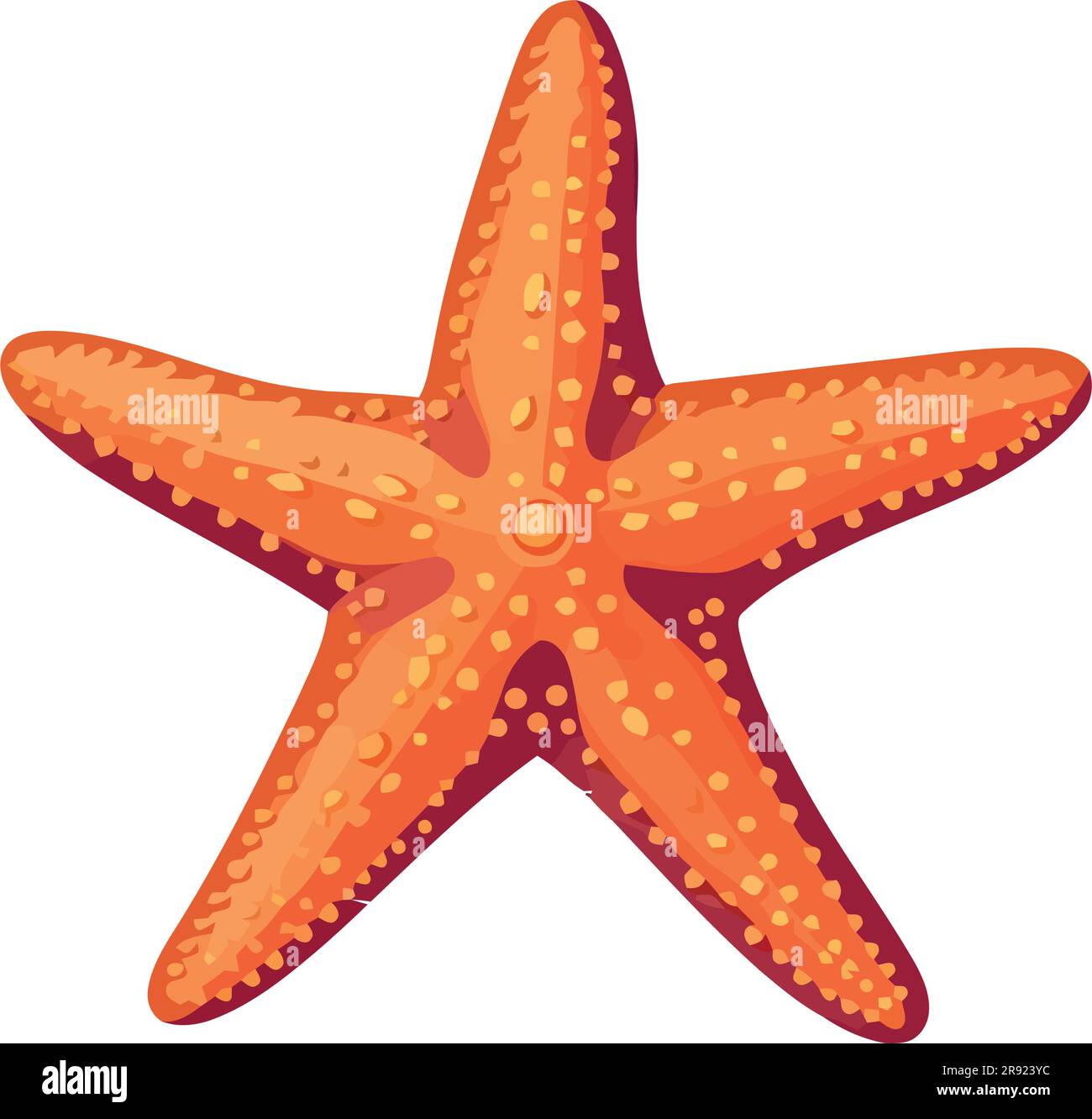 Close up sea star starfish Stock Vector Images - Alamy