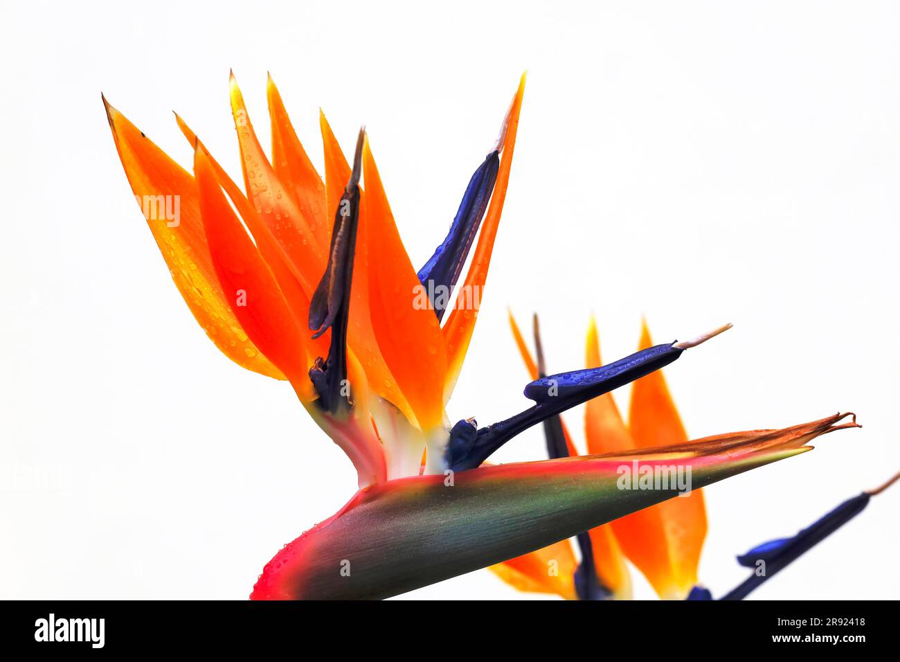Birds of Paradise (Strelitzia reginae) blooming against white background Stock Photo
